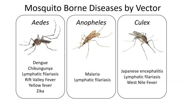 malaria mosquito