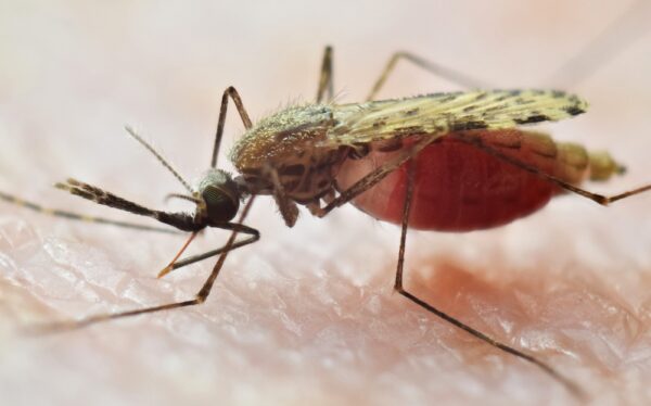 Scientists are united to end malaria in our lifetimes